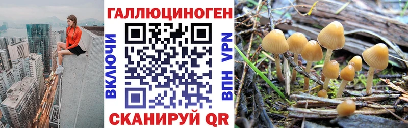 закладки  Шали  Галлюциногенные грибы Psilocybine cubensis 